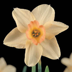 Narcissus Bell Song, Daffodil Bell Song